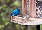bird