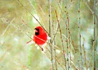 bird