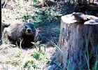 woodchuck