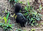 black squirrel