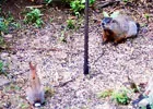 wood chuck and rabbit