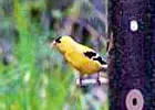 bird