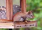 squirrel
