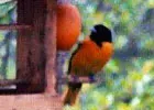 bird