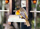 bird