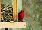 bird
