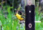 bird