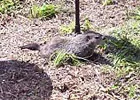 woodchuck