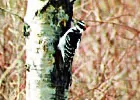 bird