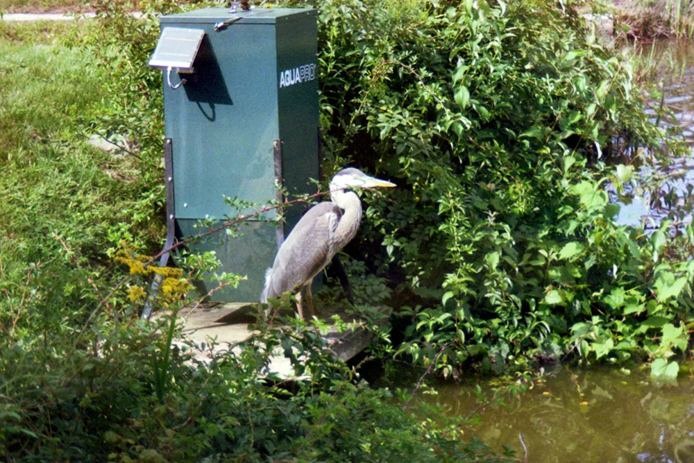 bird