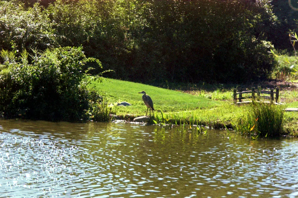 bird