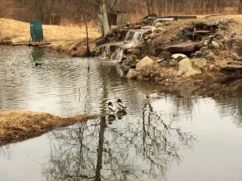 bird