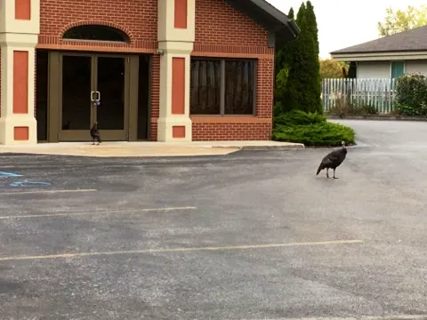 bird