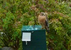 Hawk