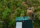 Hawk