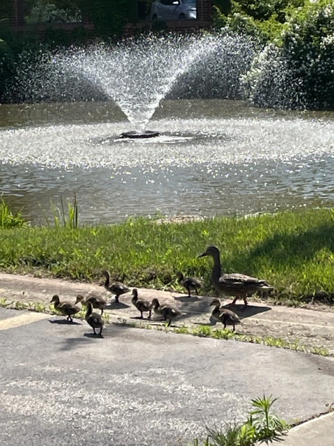 FountainView