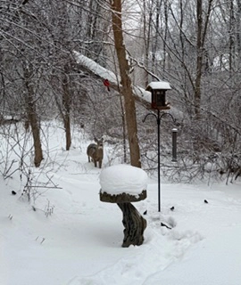 Snow Cat