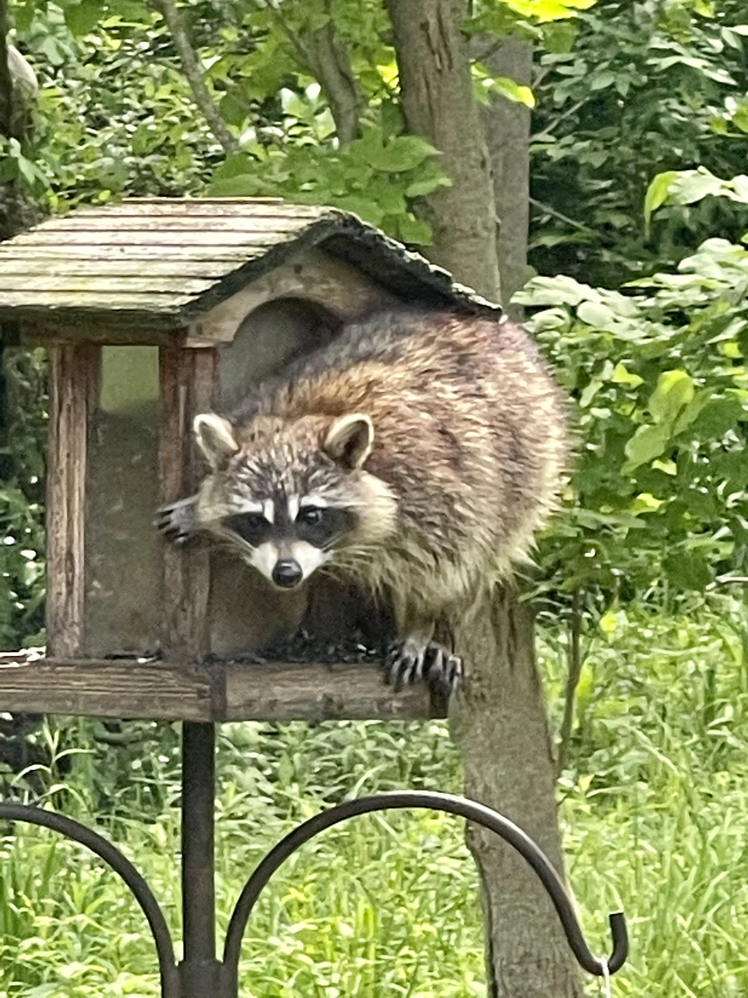 Raccoon