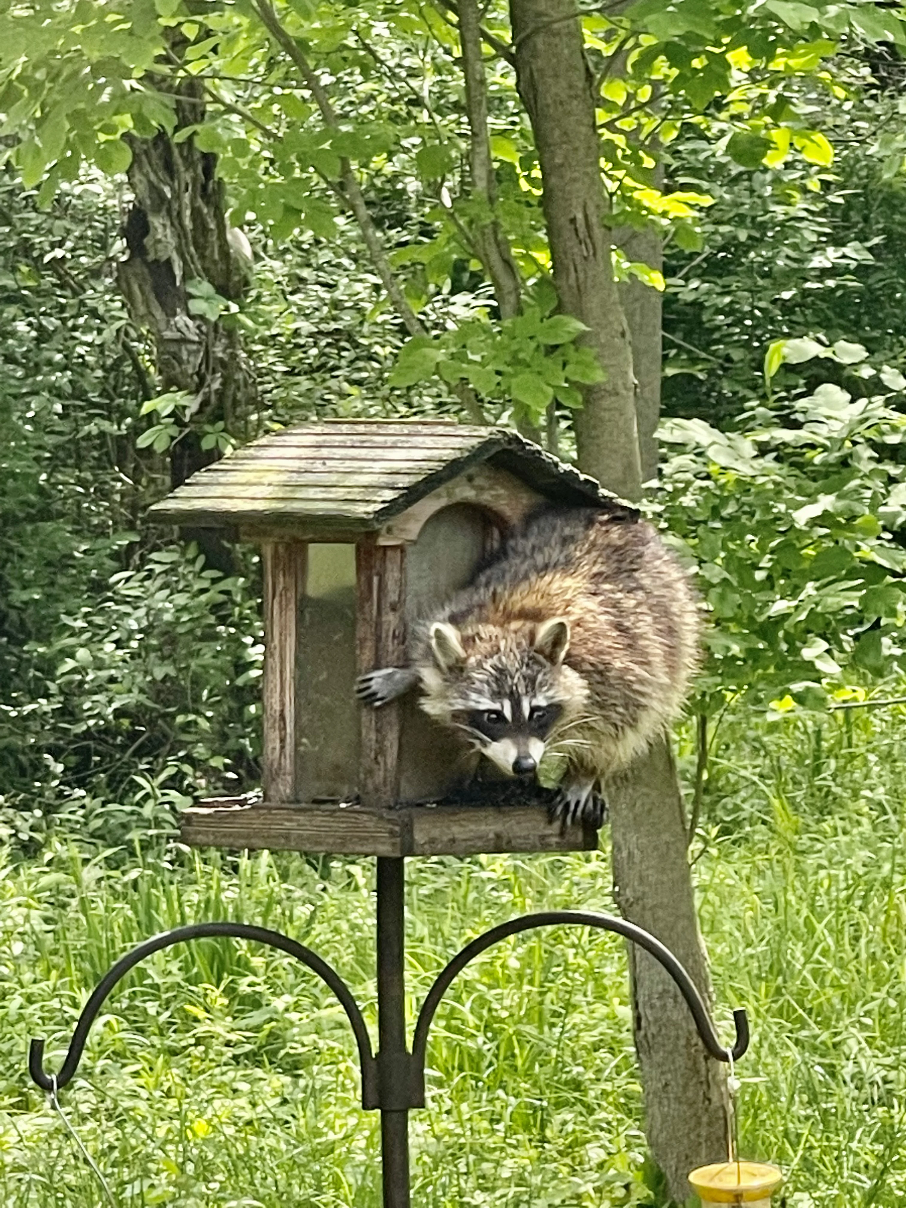 Raccoon