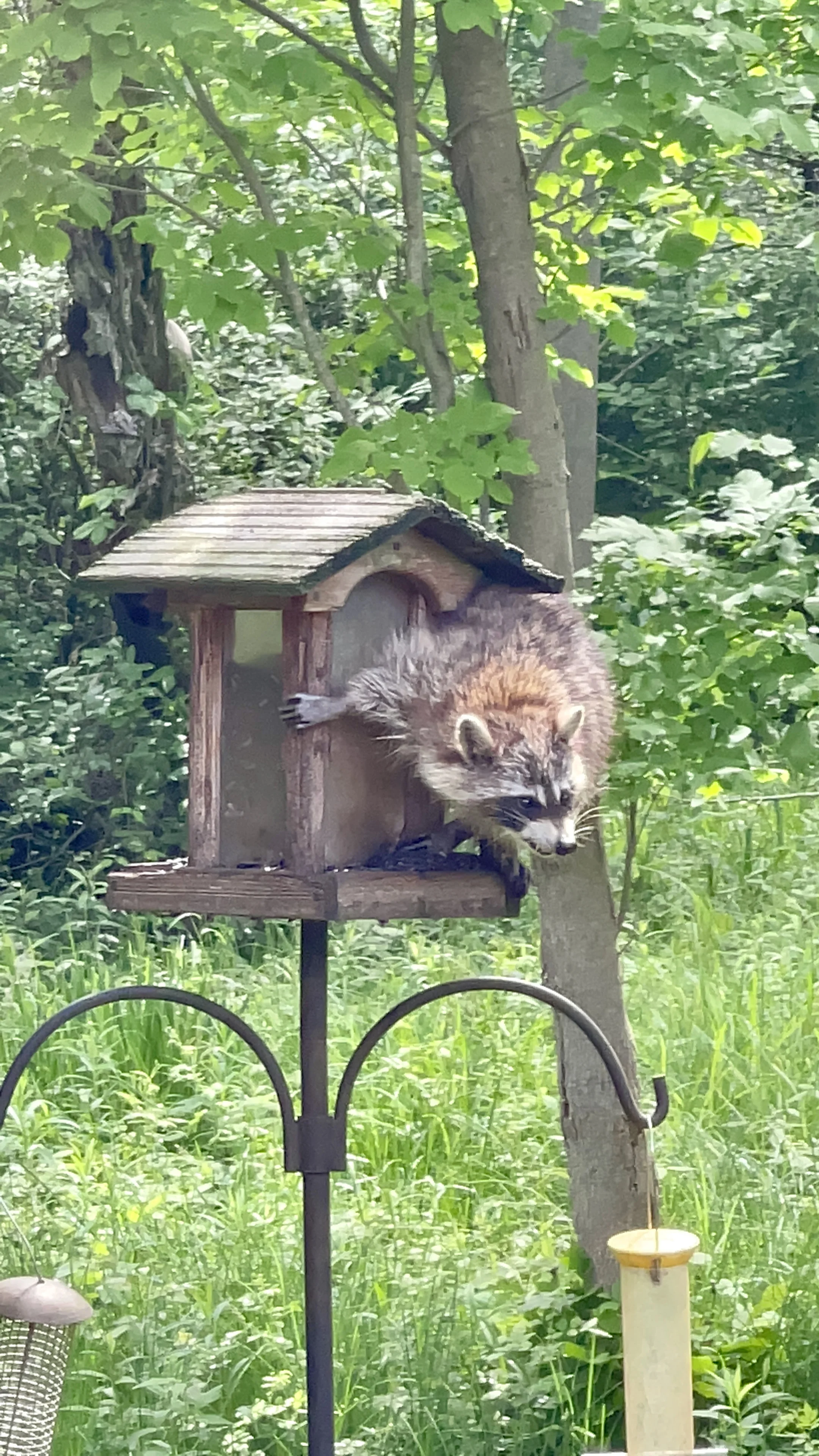 Raccoon