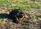 Turtle
