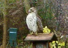 Hawk